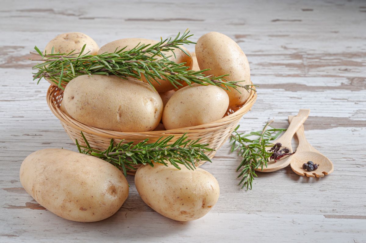 Alles over de veelzijdige aardappel: oorsprong, voedingsstoffen en de bereiding van knoedels, friet en nog veel meer