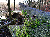 Bremsdorfer Mühle food