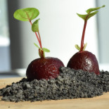 De Ertepeller Nourriture