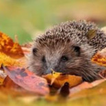 Peter Daniëls Nourriture