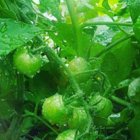 The Green Tomato food