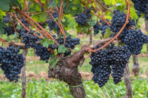 Vinothek Im Mondholzhotel food