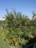 Agriturismo San Geminiano food