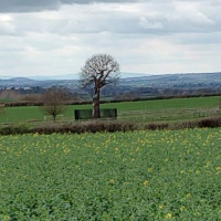 The Royal Oak outside