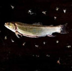 Lemonnier Nourriture