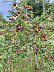 Carver Hill Orchard food