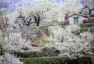 Cerezo en Flor