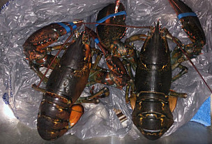 Lobster Bros Seafood