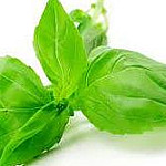 Basil