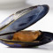 C9. 1/2 Lb Black Mussels