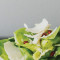 Huis Salade
