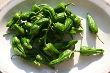 Padron Pepers