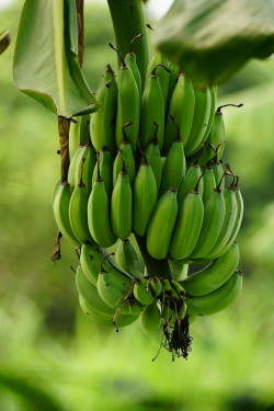 Banana Fritters