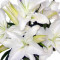 Casa Blanca Lilies Arrangement