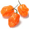 Habanero