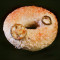 Jalapeno Bagel..