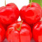 Vitamina De Acerola Online