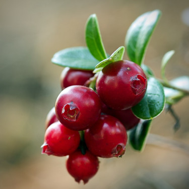 Cranberry Cranberry