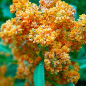 Quinoa-Salade