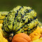 Verse Gesauteerde Pompoen En Courgette