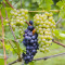 Pinot Grigio, Italië