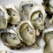 Westkust Oesters