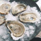 Verse Oesters Op De Helft Van De Schelp