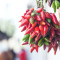 Tabasco Peper Saus